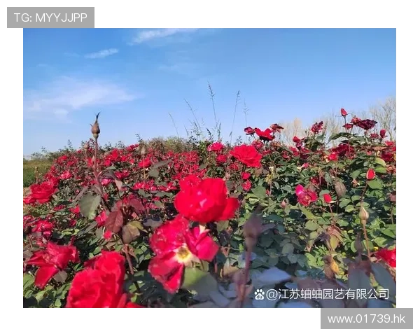 月月，不止是时间的印记，更是心底的温柔回响